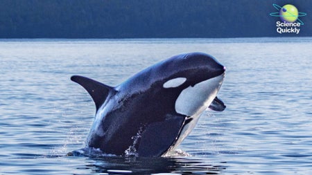 A killer whale leaps from the water