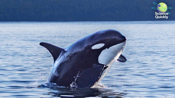 A killer whale leaps from the water