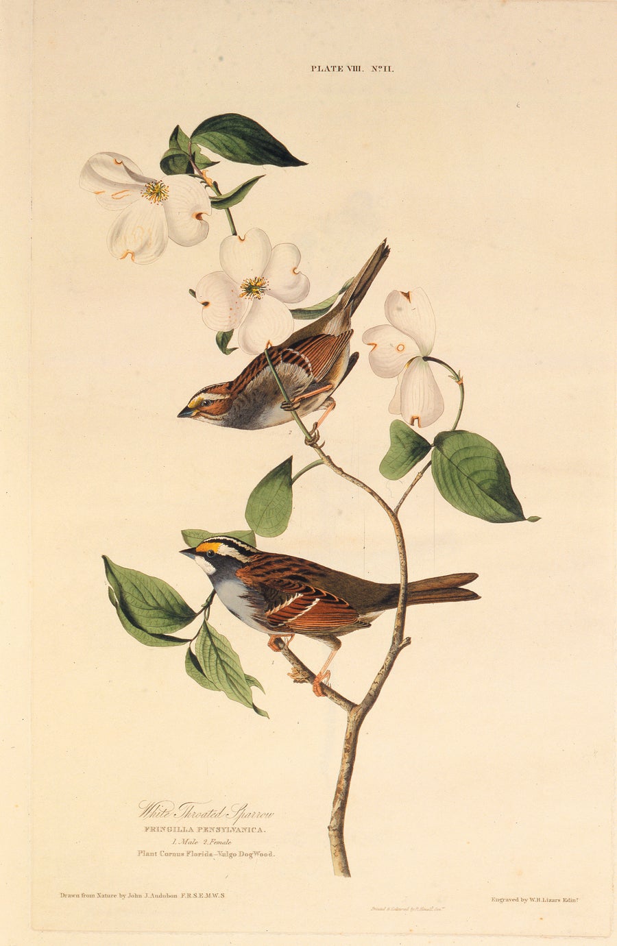 Audubon print white throated sparrow