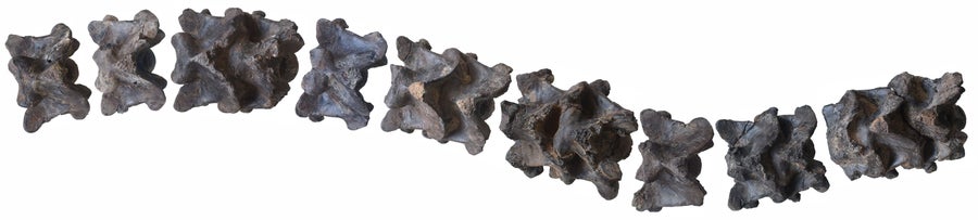Fossilized snake vertebrae