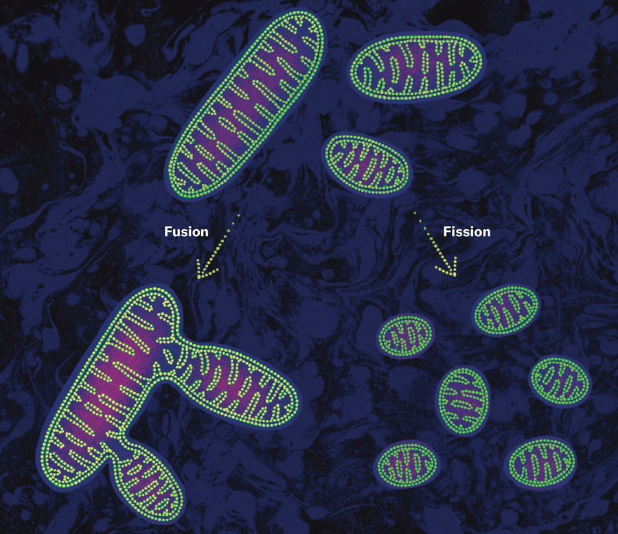 Three discrete mitochondria are shown after fusion (creating one larger organelle ) and fission (creating 6 smaller organelles).
