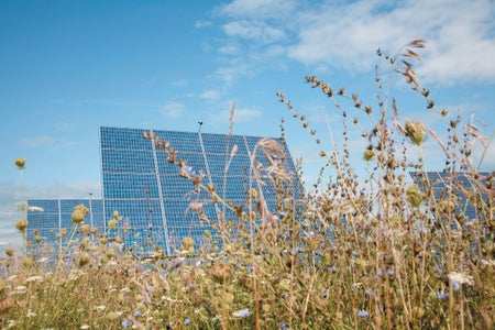 Solar panels sitting in a field of flowers