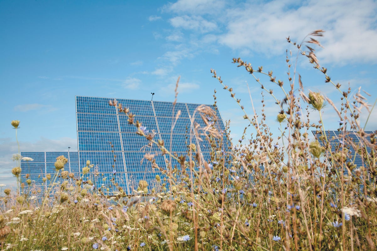 Solar panels sitting in a field of flowers 