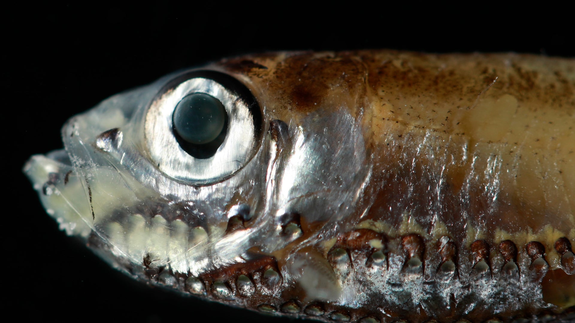 How do deep-sea fish see in dark water? This new study could hold the clue  | Scientific American