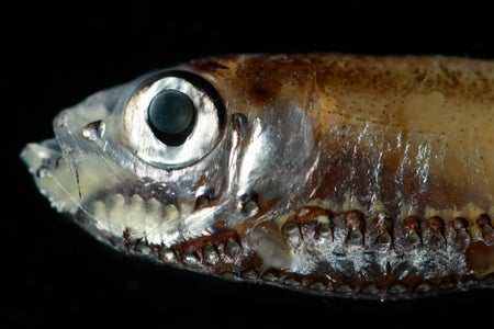A close-up of Maurolicus mucronatus