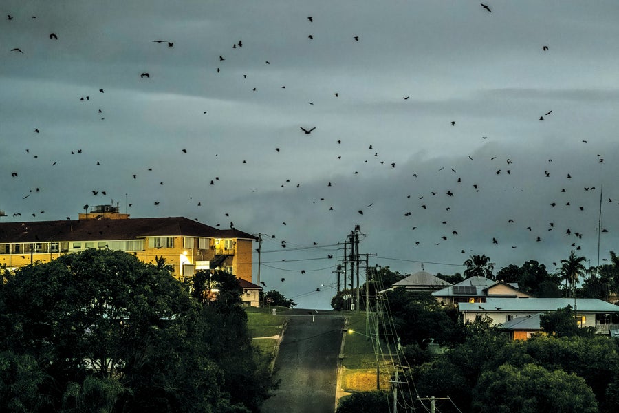 Just after sunset, flying foxes take off in the sky