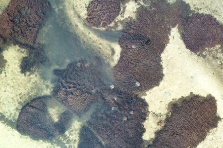 Drone imagery of feeding stingrays