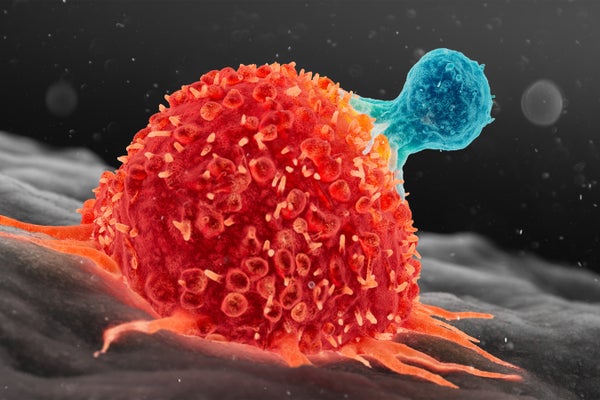 Blue cell attacking large red cancer cell.