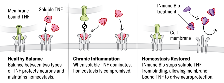 A ilustração mostra como as moléculas de tratamento imune impedem a ligação solúvel do TNF de ligação aos receptores na membrana celular, reduzindo a inflamação.