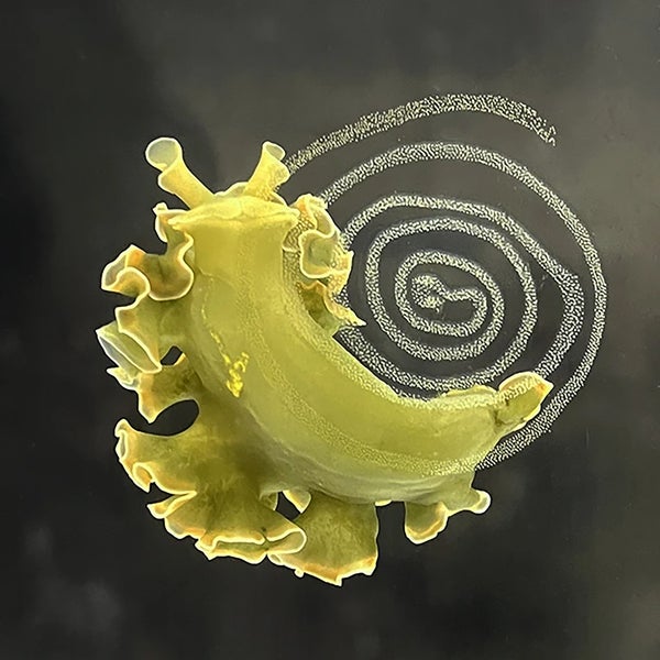 Yellow slug with frills on a spiral