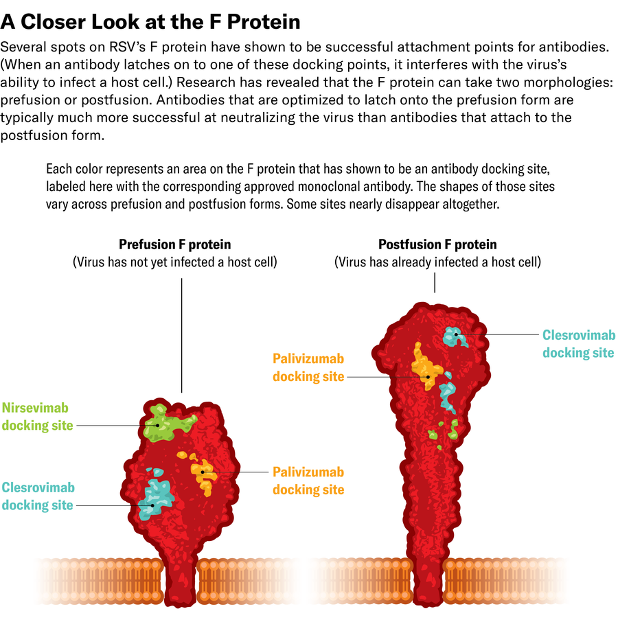 Schematic shows RSV’s F protein in two configurations: a short and squat prefusion form and an elongated and slimmer postfusion form. Color overlays represent areas shown to be antibody docking sites, labeled with the corresponding approved monoclonal antibody drugs. The shapes of those sites vary across prefusion and postfusion forms. Some sites nearly disappear altogether.