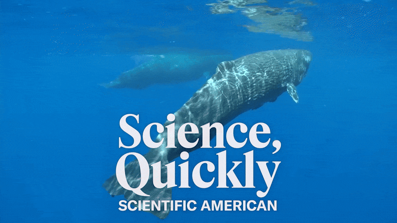 Two sperm whales swim in the ocean