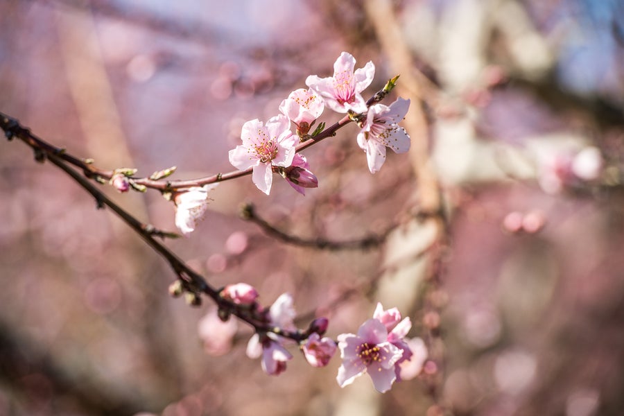 Peach tree blossoms on a branch with shallow camera focus