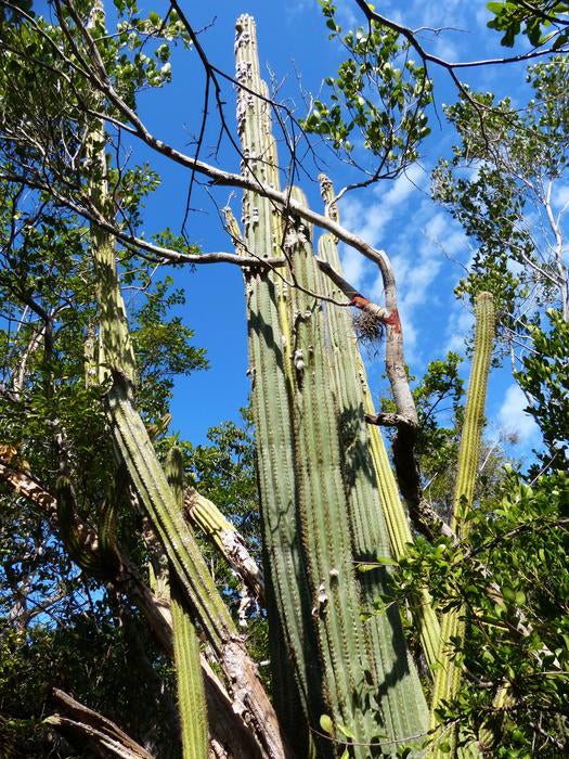 An exterior scene with a tall cactus and blue sky.