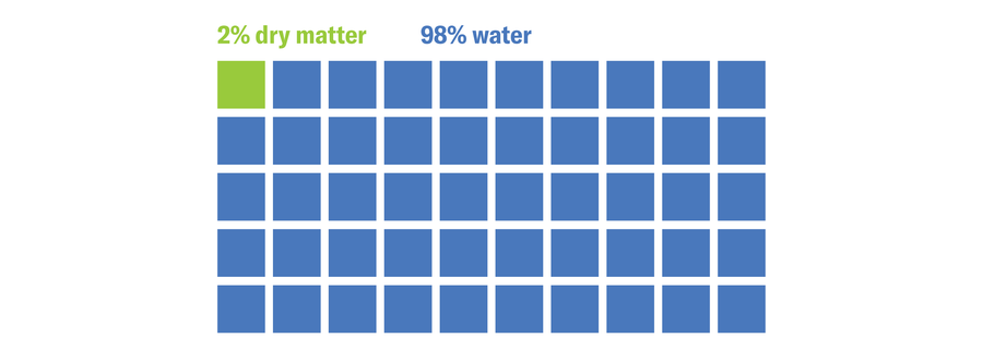 Graphic shows a grid of 50 small squares. Forty-nine of them are blue and labeled as 98 percent water, and one is green and labeled as 2 percent dry matter.