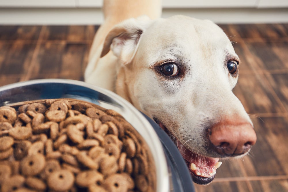 Un labrador amarillo con los ojos muy abiertos mira con entusiasmo el plato de comida que se sostiene frente a su cara.