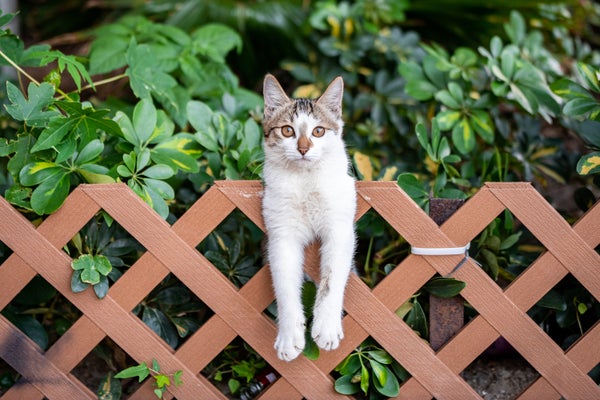 Cat hanging off lattice fence