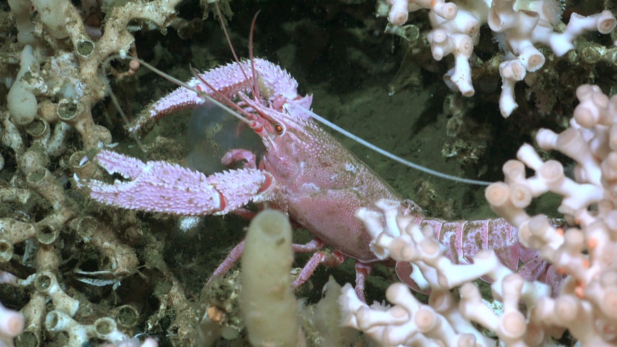 تظهر هذه الصورة جراد البحر الوردي الشاحب بين الشعاب المرجانية الوردية الشاحبة.