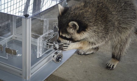 A raccoon looks intently at a locking mechanism it's holding in its paws; the lock is attached to a door in the center of one side of a clear plastic box.