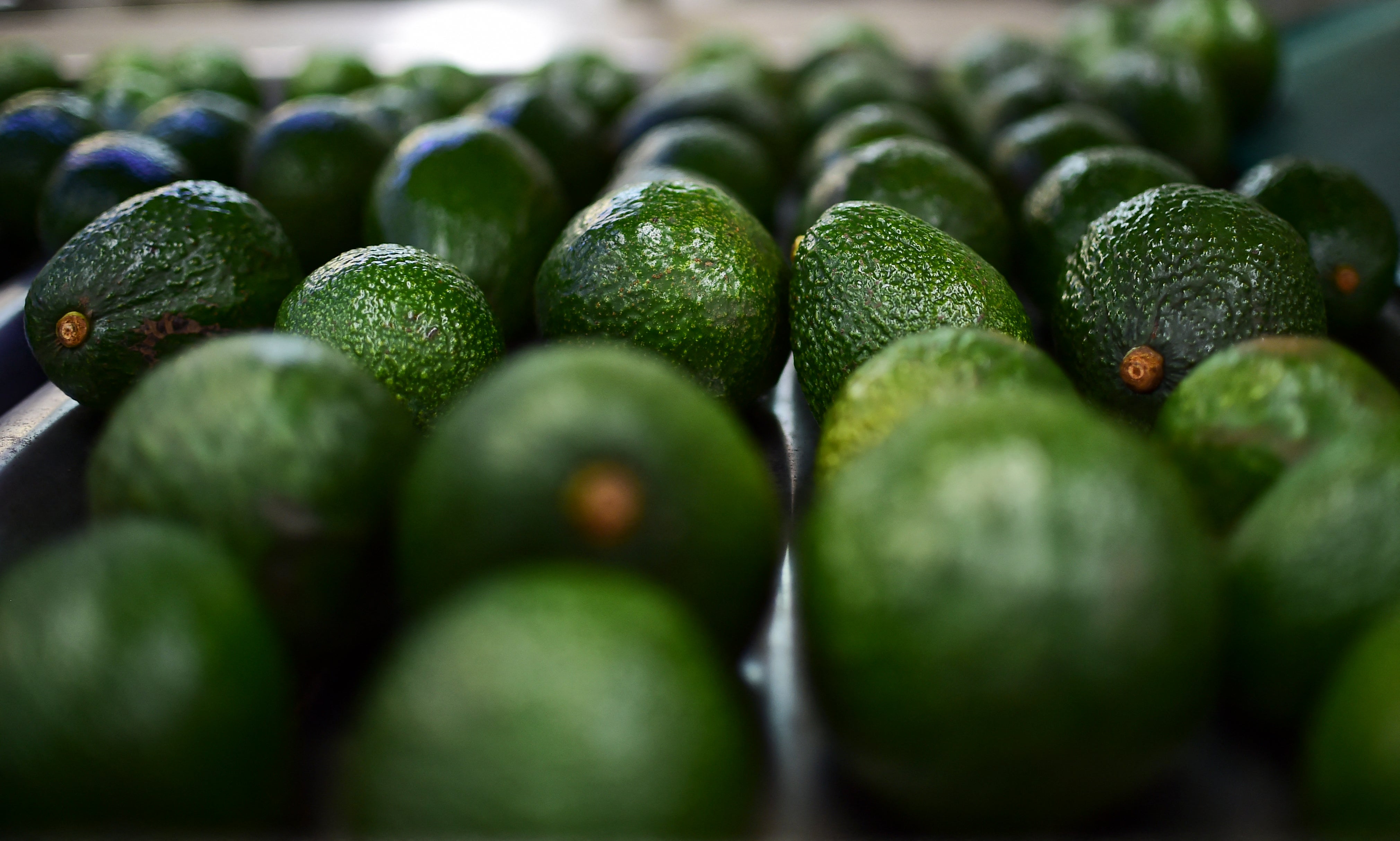 Close up of avocados lined up in rows on a belt.