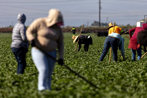 Farm workers weed a bell pepper field in the sun during a heatwave in southern California