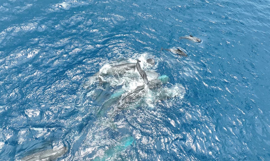 sperm whales cluster around a newborn