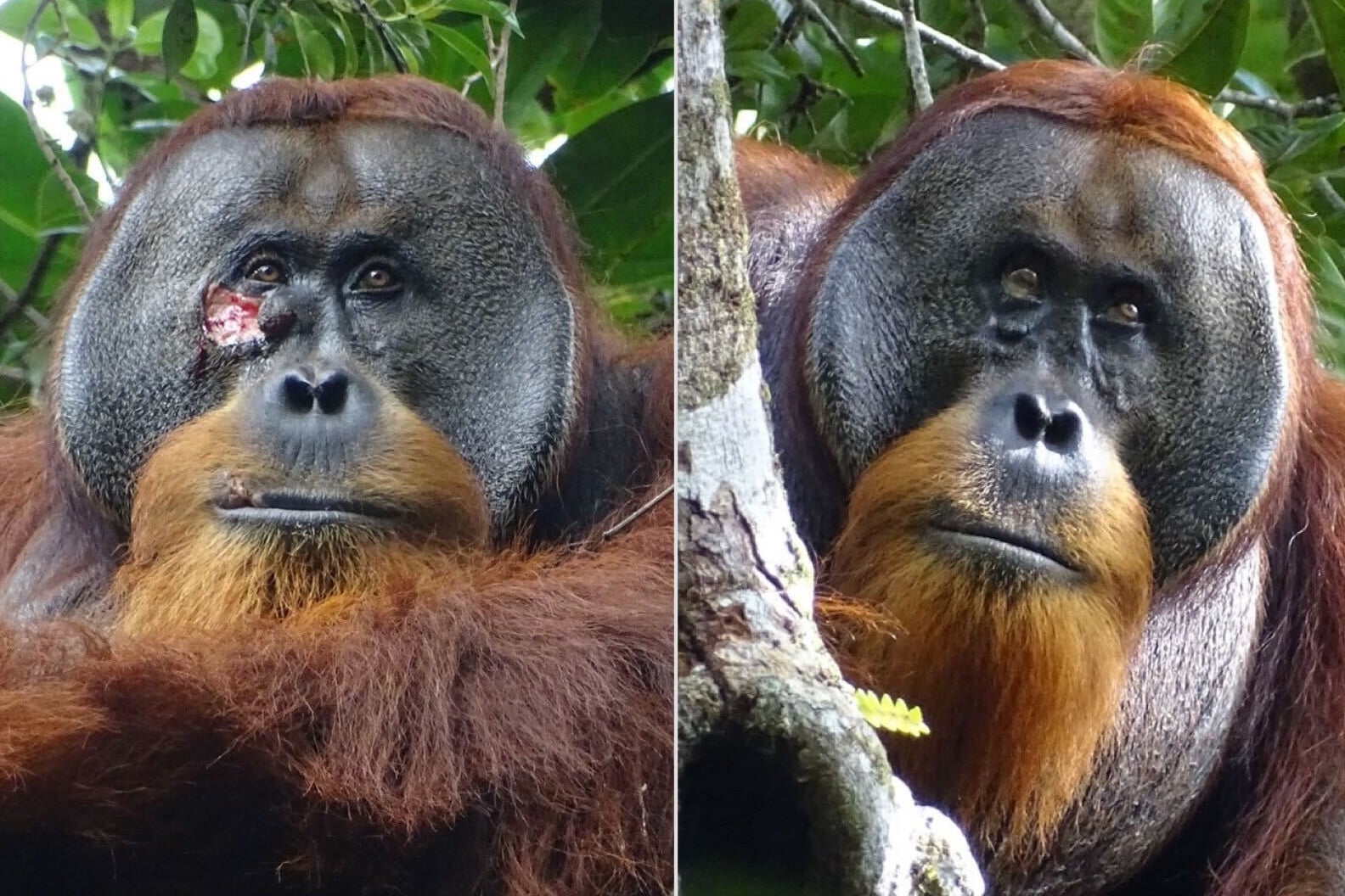 Before and after image of wounded orangutan