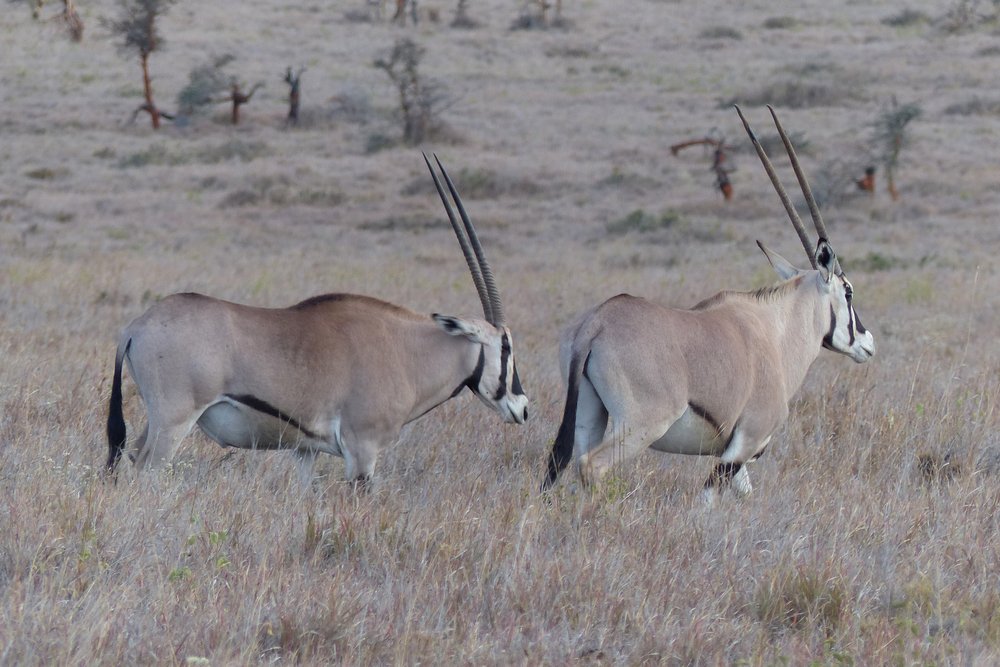 Beisa Males Aren’t Larger Than Females in Most Mammalian Species | Scientific ...