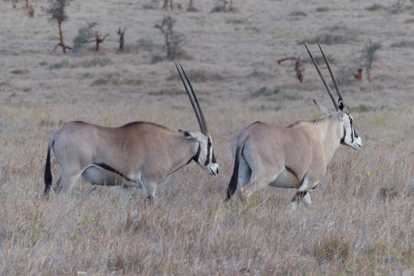Un par de beisa oryx con largos cuernos en las llanuras de Kenia.