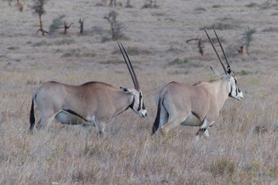 A pair of beisa oryx with long horns on the plains of Kenya.
