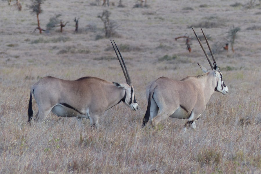 A pair of Beisa oryx with long horns, in the plains of Kenya.