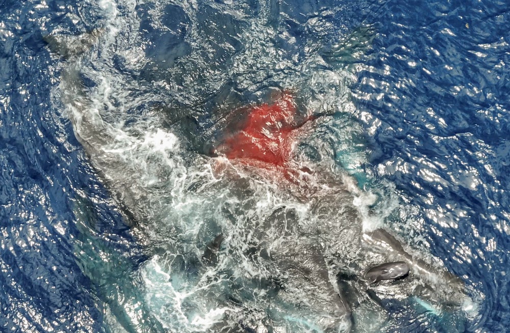 Sangre en el agua alrededor de un grupo de cachalotes.
