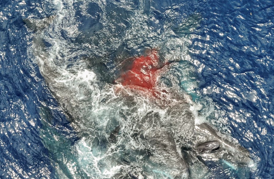 blood in water around a cluster of sperm whales