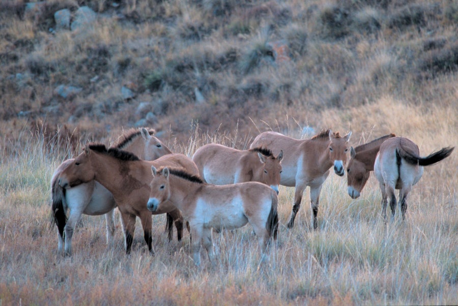 A group of horses grazing in a field