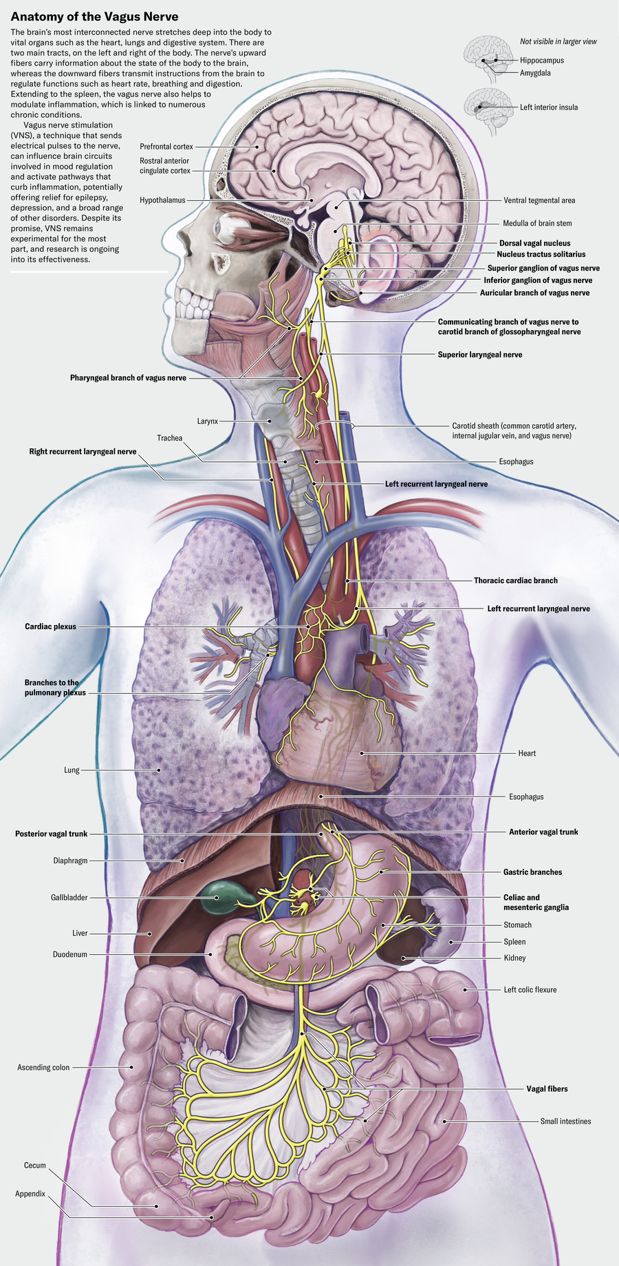 Cutaway anatomical illustration of a human features the vagus nerve. As the brain’s most interconnected nerve, it stretches from the brainstem deep into the body to vital organs such as the heart, lungs and digestive system.