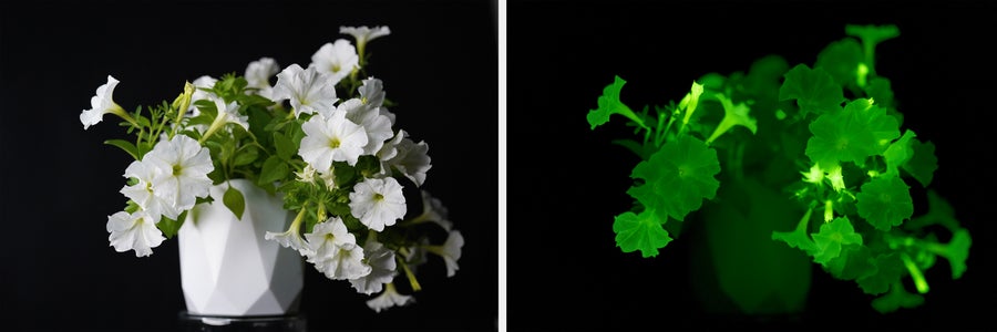 How Does a Bioluminescent Petunia Glow?