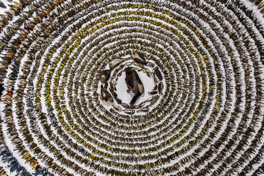 Remains of birds organized in a circular layout