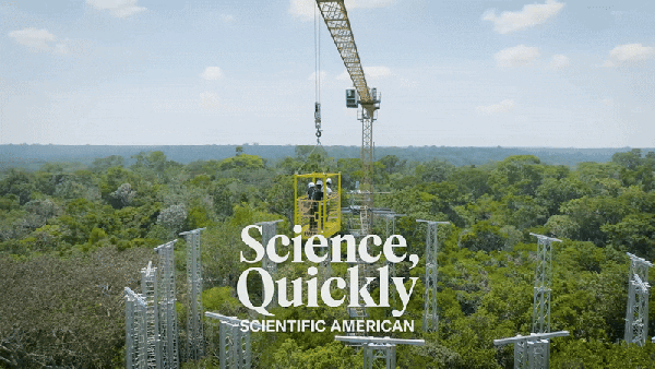 People stand in a yellow cage held by a crane over tall towers in the Amazon rain forest