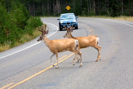 Two deer in the middle of the road with a blue sedan coming
