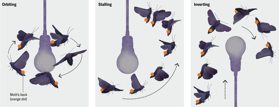 Three flight patterns of a moth flying near a light bulb are shown: orbiting, stalling and inverting.