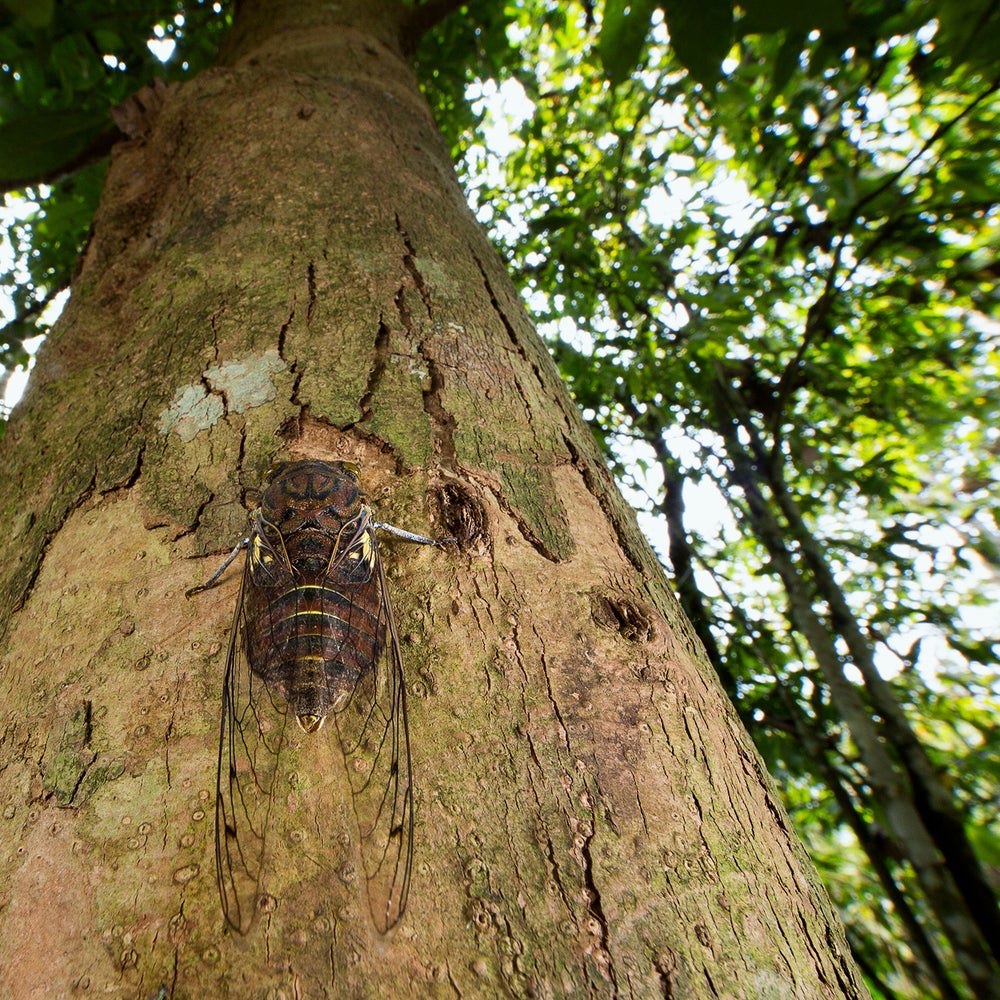 Why Cicadas Power Spray Their Pee | Scientific American