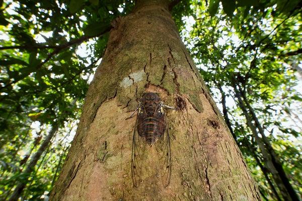 Low angle view, looking upwards at a cicada on a on tree trunk in the Peruvian Amazon