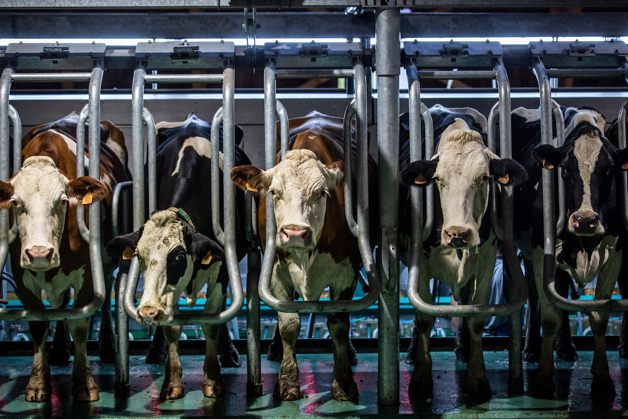 Dairy cows lined up in the milking area at a farm