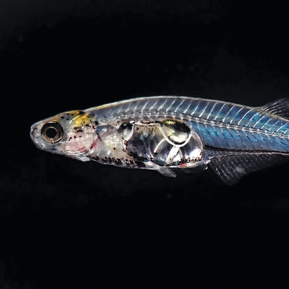 This Tiny Fish Makes an Ear-Blasting Screech for Love | Scientific American