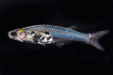 A fish shown against a black background.