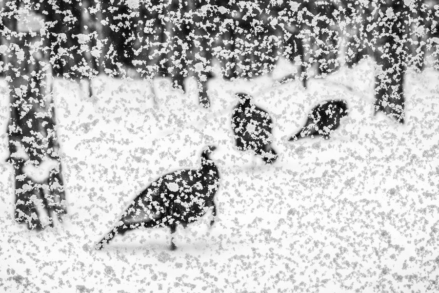 Blurry shapes of turkeys in background with snow in focus in foreground