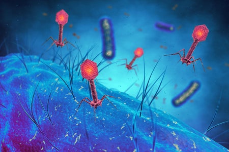 Bacteriophage viruses infecting bacterial cells illustration