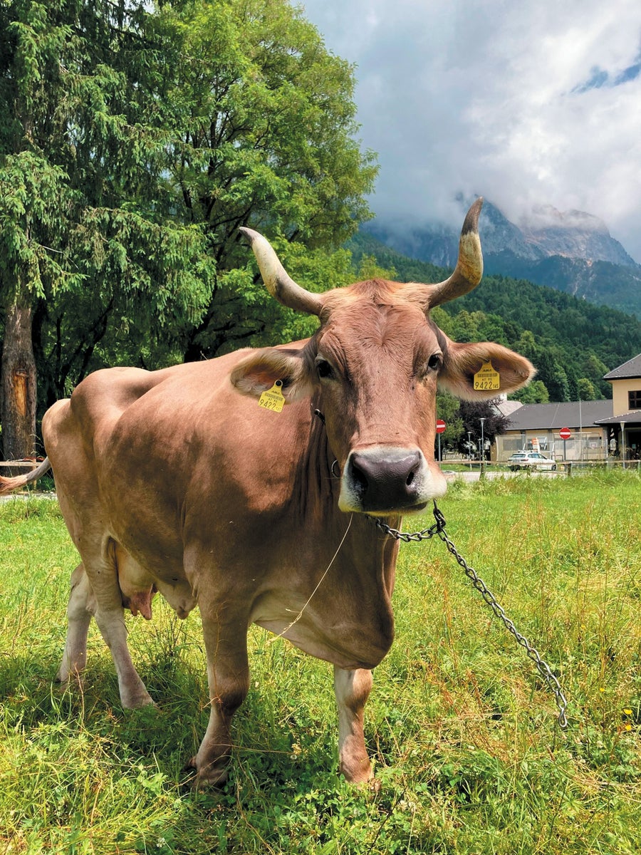Vertical portrait of Veronika the cow