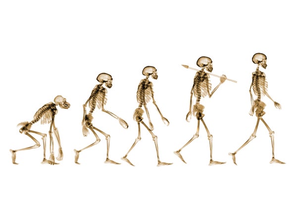 Um raio-X de cor conceitual de cinco esqueletos de diferentes estágios evolutivos, do macaco à caminhada humana moderna na mesma direção