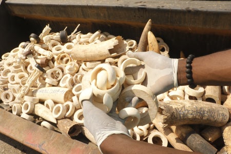 A pair of gloved hands hold pieces of ivory above a crate filled with tusks and other pieces of ivory